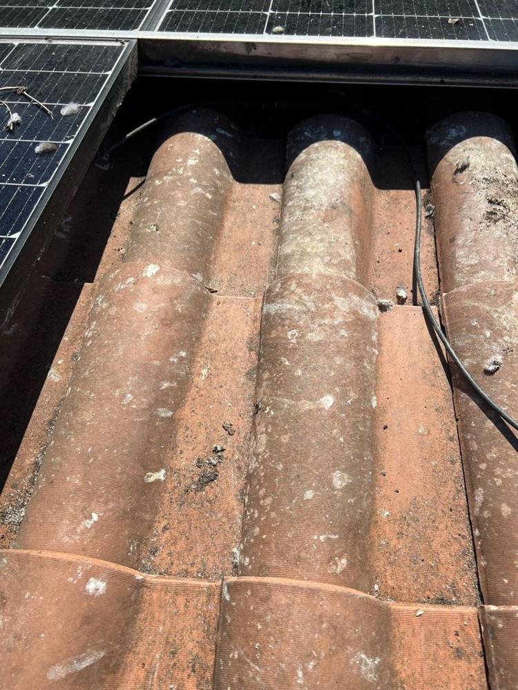 Sotto i pannelli dopo la rimozione del nido e la pulizia