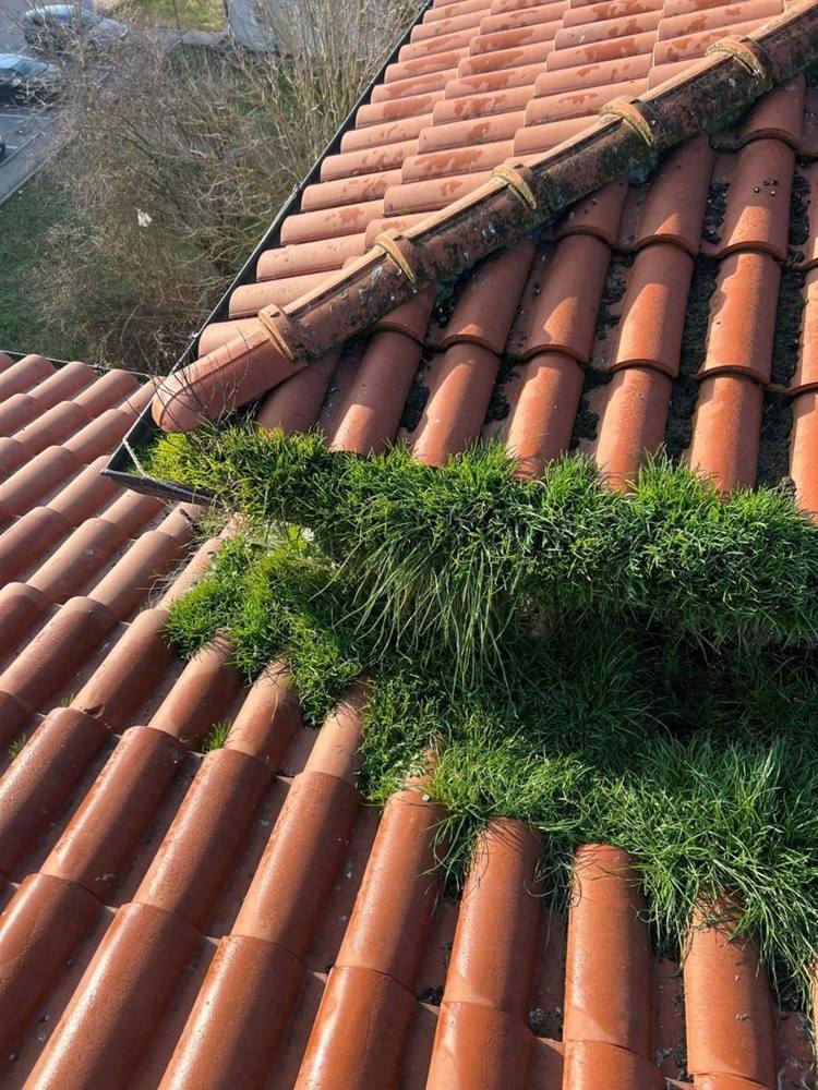 Tetto invaso da muschio e vegetazione prima della pulizia